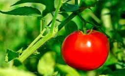 Все о серии томатов Король рынка: как вырастить, советы фермеров и описание культуры