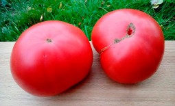 Юсуповский – популярный томат из Узбекистана. Описание, особенности выращивания, плюсы, минусы, отзывы садоводов