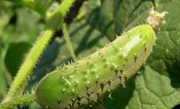 Огурцы, посаженные в бочке: особенности эффективной технологии выращивания