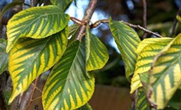 Как обнаружить и вылечить хлороз листьев у различных растений