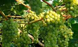 Сорт Августин – раннеспелый, высокоурожайный и устойчивый к морозам виноград