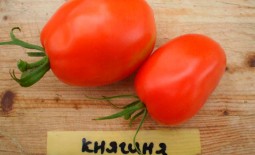 Представитель крупноплодных, выносливых томатов: описание сорта Княгиня