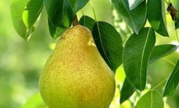 Популярные сорта груш: их названия, описание особенностей и фото