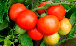 Гибрид Жонглер F1: детальное описание томата, достоинства, отзывы садоводов