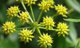 Пряные травы семейства зонтичных: любисток и сельдерей