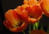 выращивание тюльпанов