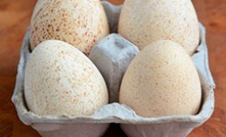 Как самостоятельно провести инкубацию индюшиных яиц
