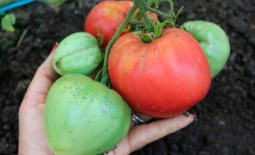 Бычки Минусинские: эффектные томаты с ярким вкусом. Описание и секреты культивирования