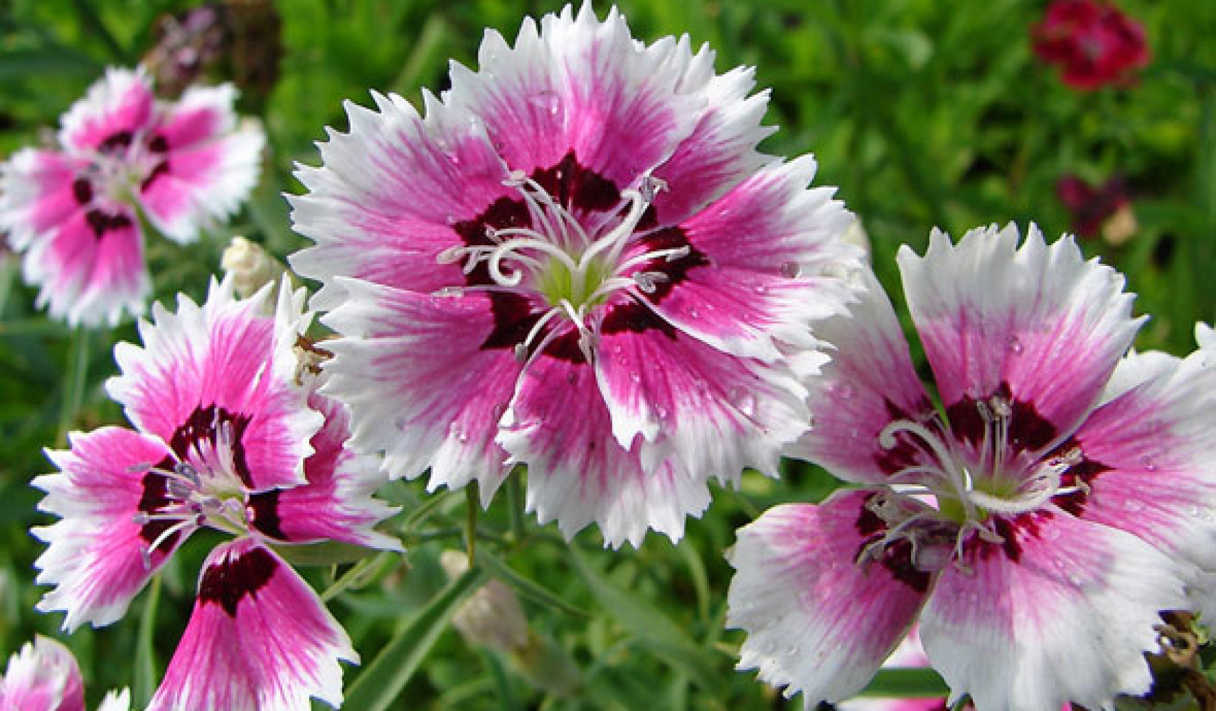 Китайская гвоздика посадка и уход, фото, поведение в ландшафтном ...