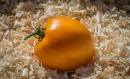 Желтоплодный томат Янтарное сердце F1: подробное описание, методика выращивания, отзывы