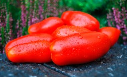 Дамские пальчики — изящный томат для домашних заготовок. Тонкости выращивания и описание сорта