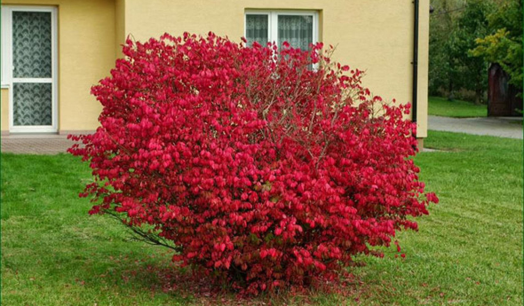 Бересклет посадка и уход, фото сортов, выращивание и размножение ...