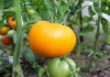 сорта томатов. устойчивые к фтофторе