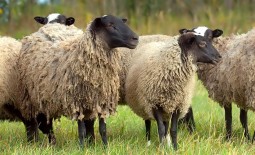 Романовская порода: все об уходе за овцами с удивительными характеристиками