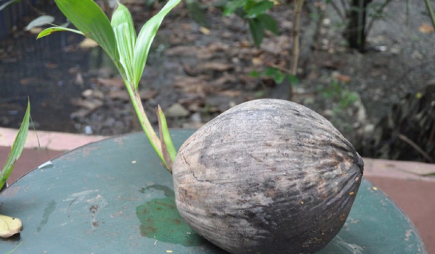выращивание кокосовой пальмы