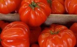 Сорт Пузата хата – томат с необычными плодами
