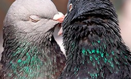 Как отличить голубей мужского и женского пола
