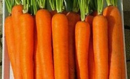 Морковь сорта Тушон — сладкая и урожайная