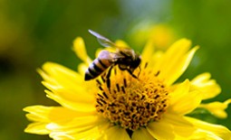 Сколько живут пчелы и что на это влияет