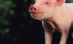 Свиньи беконного направления Йоркшир: описание и особенности породы