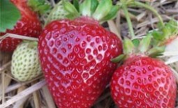 Клубника «Азия» — крупный сорт ягод из Италии