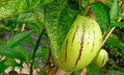 Выращивание экзотического плода пепино на даче или в квартире. Особенности посадки и ухода