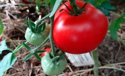 Раннеспелый томат Сахалин – секреты выращивания, подробное описание, нюансы агротехники