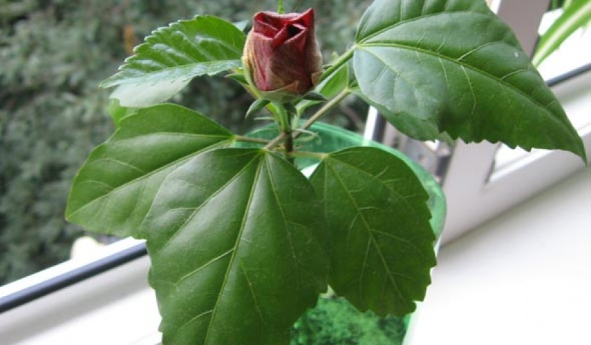 Китайская роза (гибискус)