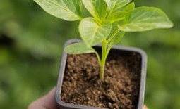 Правильная пикировка сеянцев перца на рассаду — залог будущего урожая