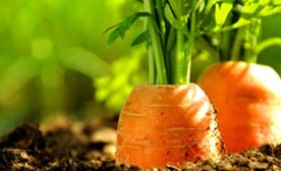 Морковь на грядке: способы прореживания и возможности равномерного посева