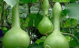 Особенности выращивания вкусного декоративного овоща лагенарии