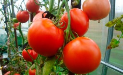 Неимоверно урожайный томат Машенька: детальное описание, выращивание, отзывы