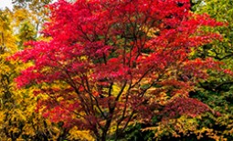 Японский клен – колоритное украшение сада