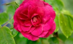 Красавица роза парковая: посадка и уход