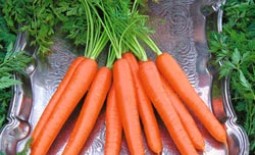 Морковь под именем Сластена — высокий урожай сладких корнеплодов