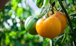 Желтоплодный томат из новинок под названием Король Сибири: подробное описание, агротехника, отзывы