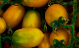 Томат желтоплодный Идальго сахарный F1: описание, урожайность, агротехника, отзывы