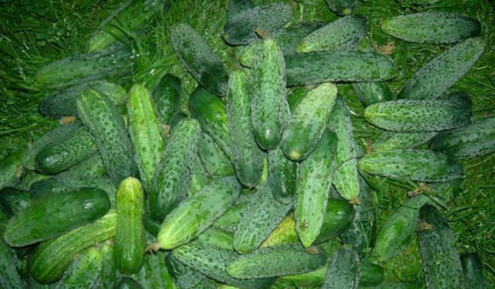 огурец зятек f1: описание, отзывы, характеристика и урожайность сорта ...