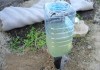 капельный полив из пластиковых бутылок