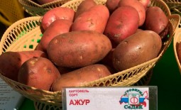 Отечественный сорт картофеля Ажур: плюсы и минусы, отзывы огородников