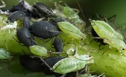 Зеленая и черная тля: как бороться с вредителями на вишне