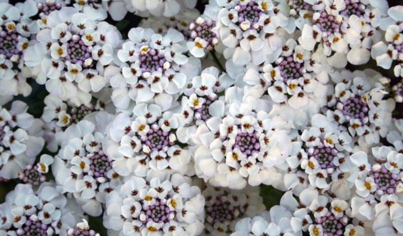 Иберис: посадка и уход, фото, размножение сорта, выращивание в открытом ...