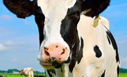 Голштинская разновидность коров: молочная порода