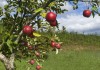 Осенняя обработка яблони