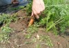 Морковь сорта Тушон