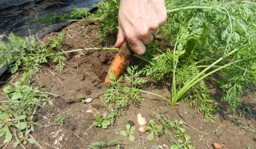 Морковь сорта Тушон