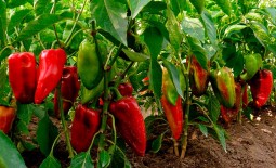 Раннеспелый перец Буратино F1 – достойный урожай в прохладных регионах