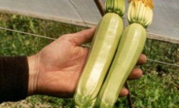 Выращивание урожайных кабачков Кавили f1