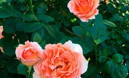Роза Полька – роскошное украшение сада