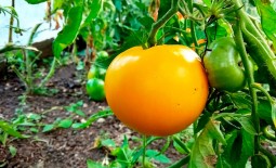 Гигант лимонный – витаминный томат для теплиц и открытых грядок. Подробное описание, советы и отзывы